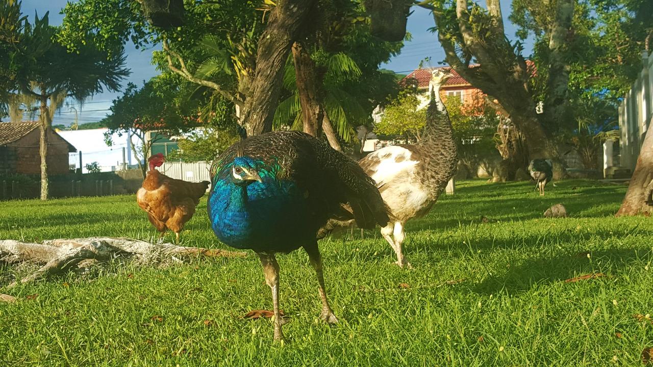 Pousada Pavao Branco Florianópolis Dış mekan fotoğraf