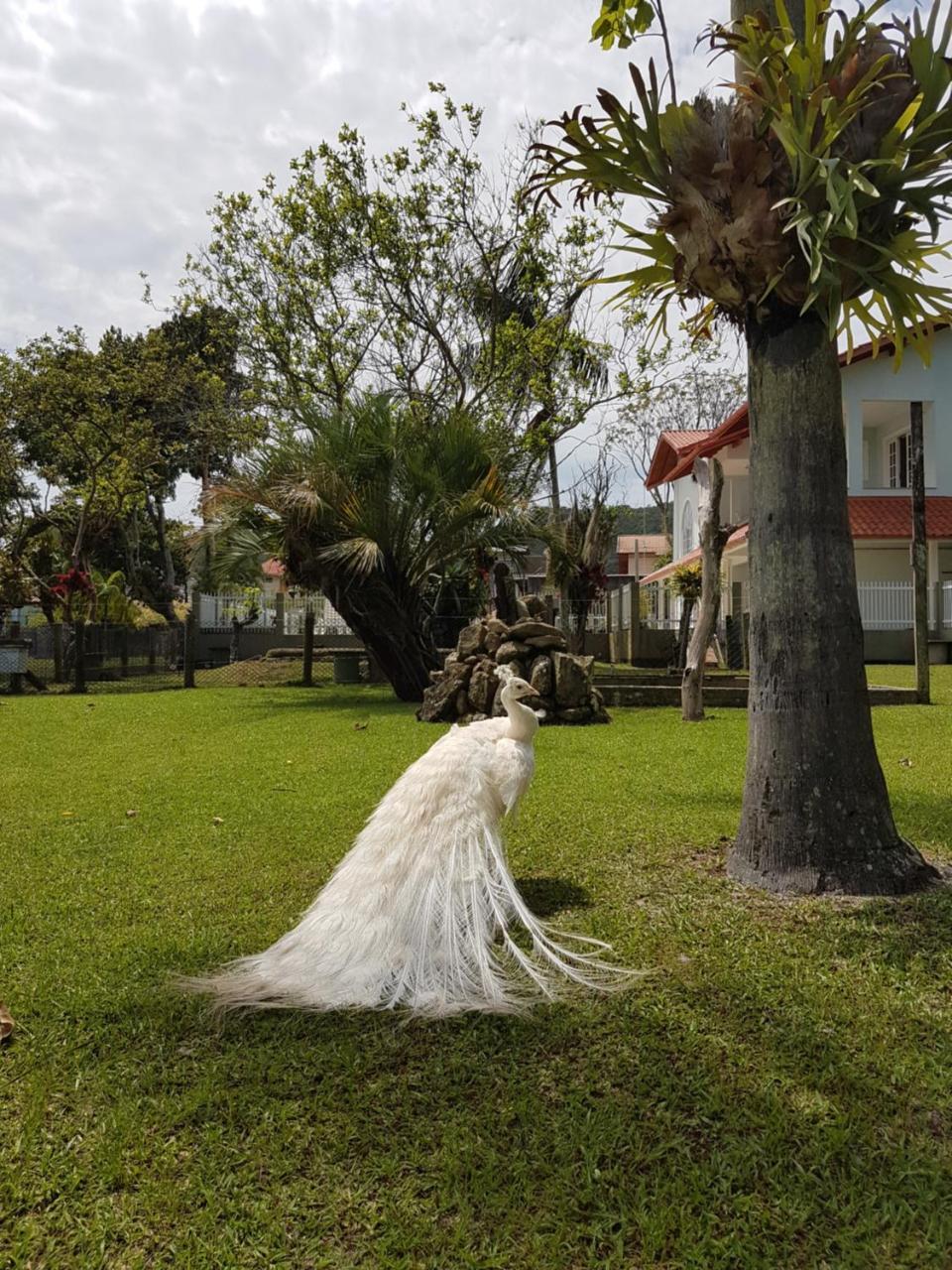 Pousada Pavao Branco Florianópolis Dış mekan fotoğraf