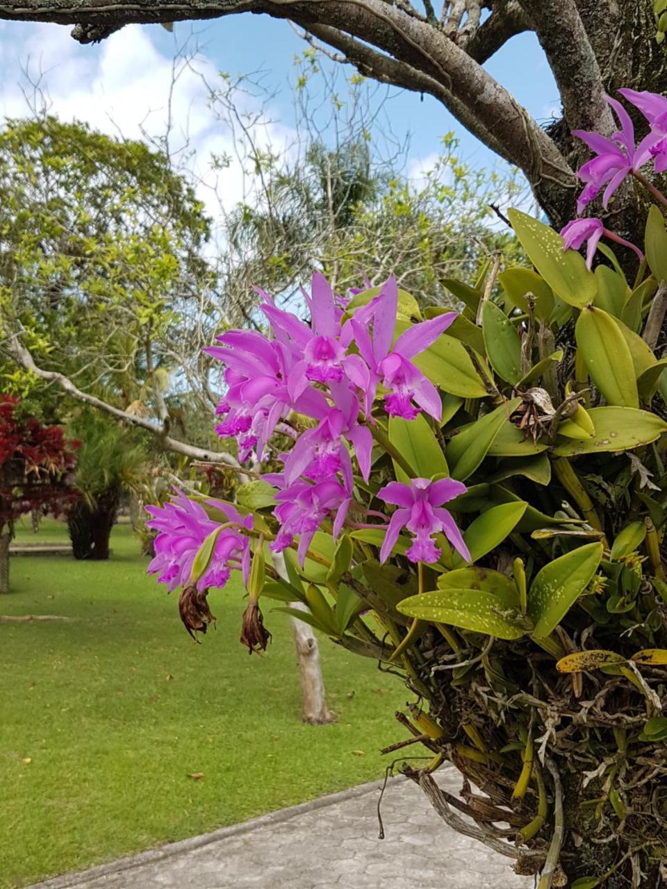 Pousada Pavao Branco Florianópolis Dış mekan fotoğraf